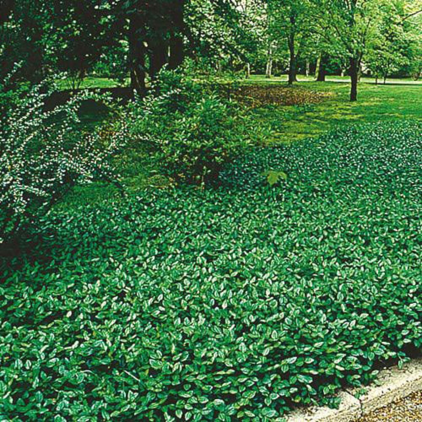 Euonymus Fortunei Coloratus - View 7 from www redcrocus com