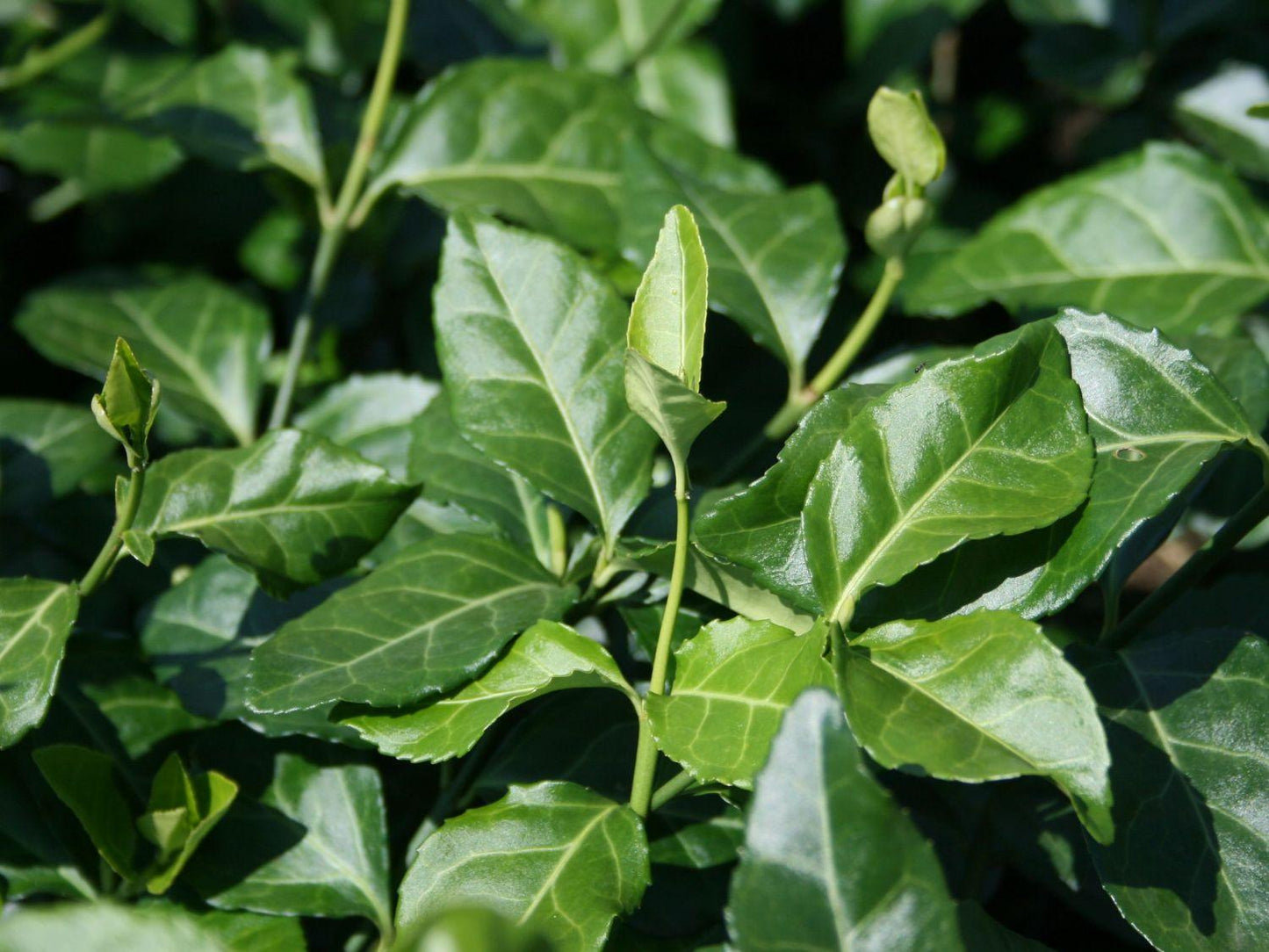Euonymus Fortunei Coloratus - View 8 from www redcrocus com