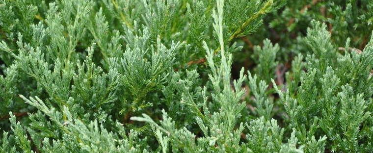 Juniperus Horizontalis Youngstown - View 13 from www redcrocus com