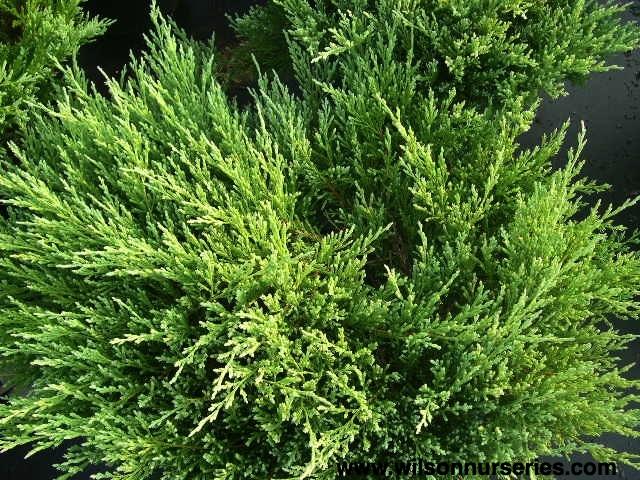 Juniperus Horizontalis Youngstown - View 14 from www redcrocus com