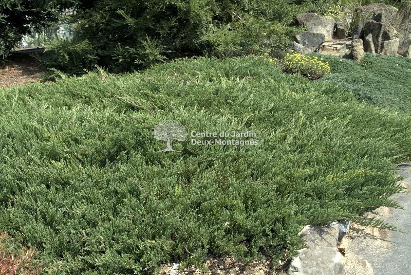 Juniperus Horizontalis Youngstown - View 1 from www redcrocus com