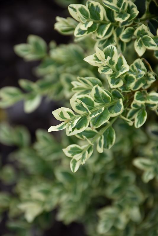 Buxus Sempervirens Aureo Variegata - View 16 from www redcrocus com