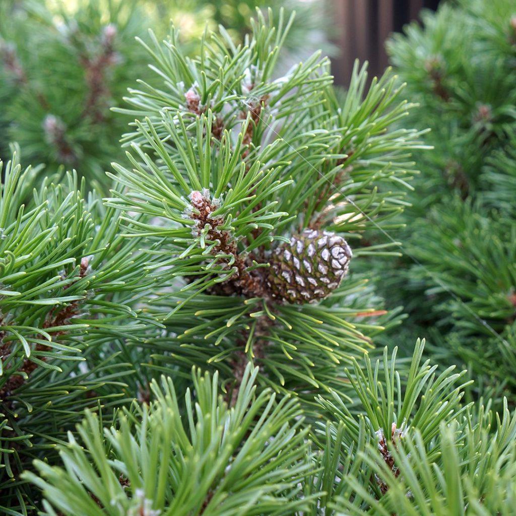 Pinus Mugo Slowmound - View 10 from www redcrocus com