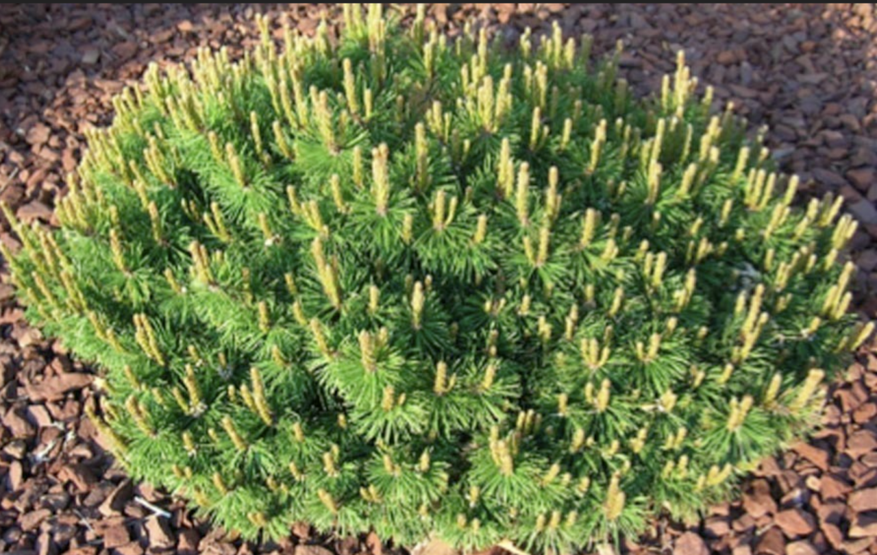 Pinus Mugo Slowmound - View 10 from www redcrocus com