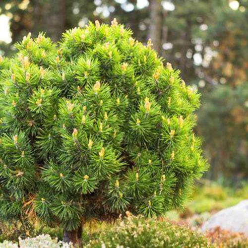 Pinus Mugo Slowmound - View 13 from www redcrocus com