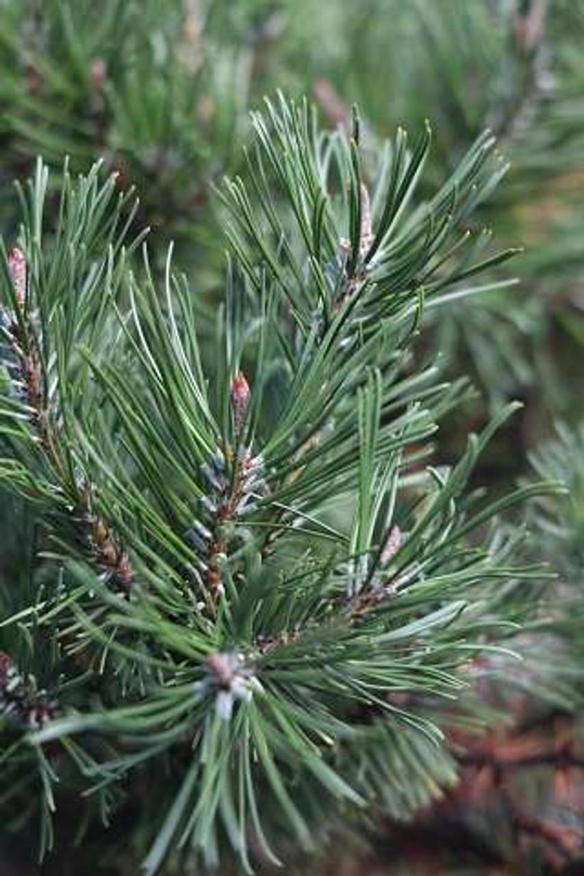 Pinus Mugo Slowmound - View 14 from www redcrocus com