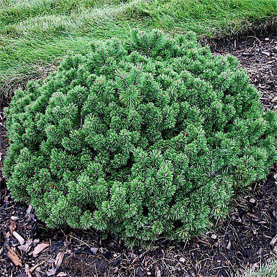 Pinus Mugo Slowmound - View 16 from www redcrocus com