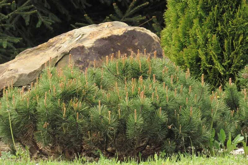 Pinus Mugo Slowmound - View 2 from www redcrocus com