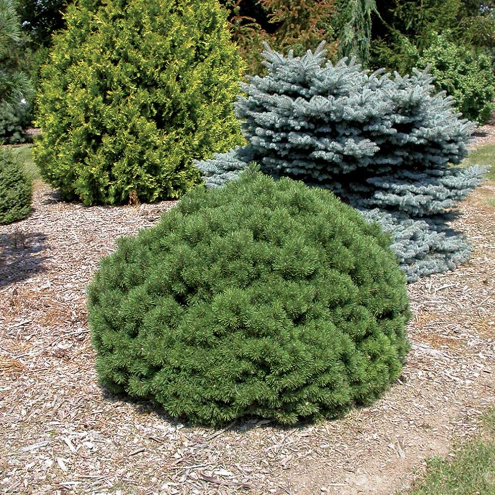 Pinus Mugo Slowmound - View 3 from www redcrocus com