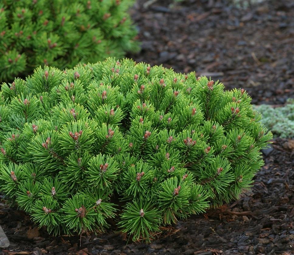 Pinus Mugo Slowmound - View 4 from www redcrocus com