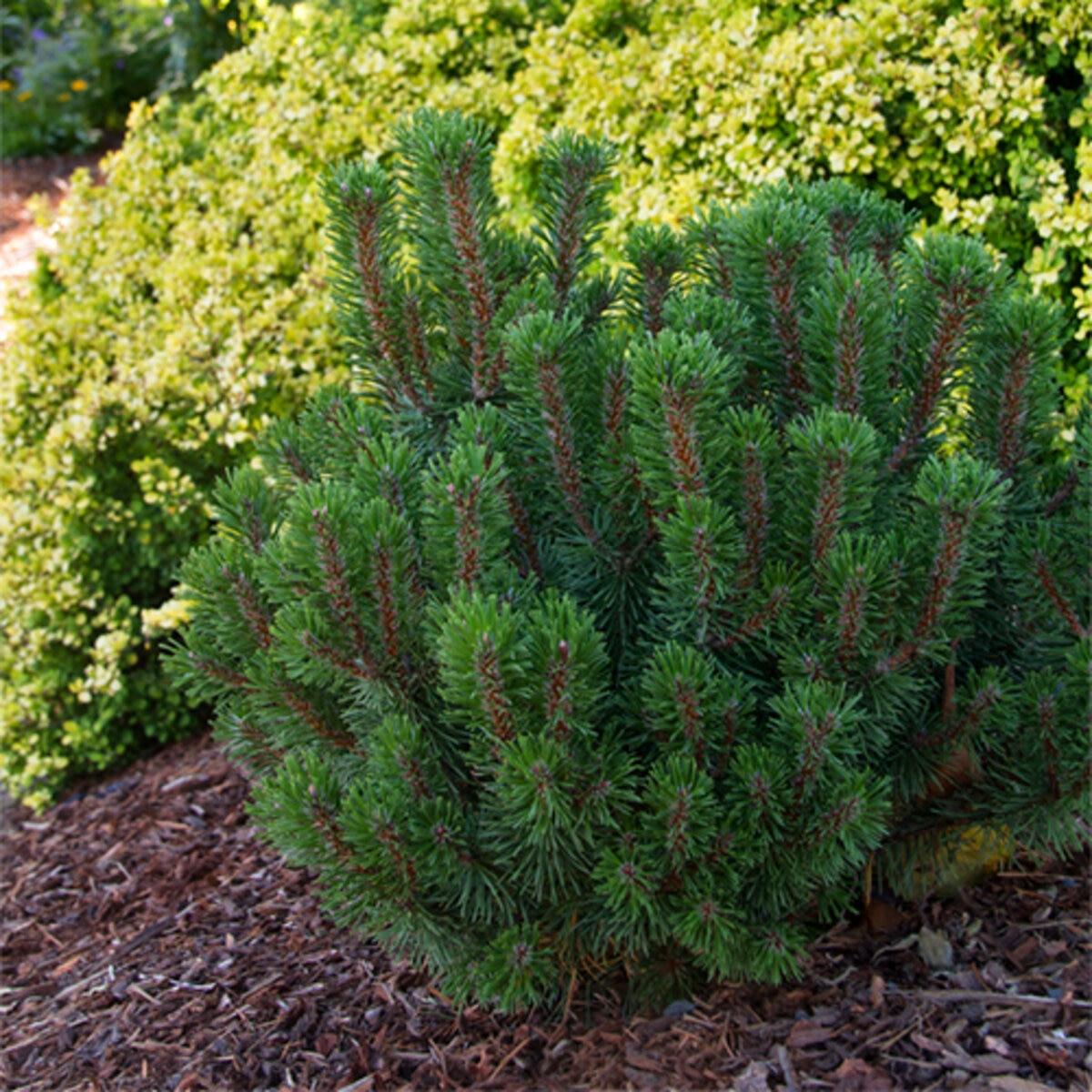 Pinus Mugo Slowmound - View 5 from www redcrocus com