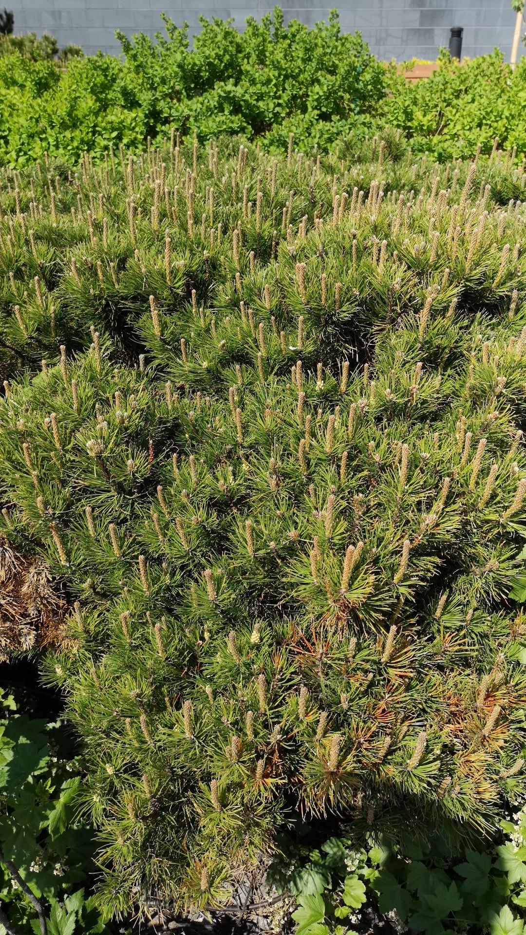 Pinus Mugo Slowmound - View 7 from www redcrocus com