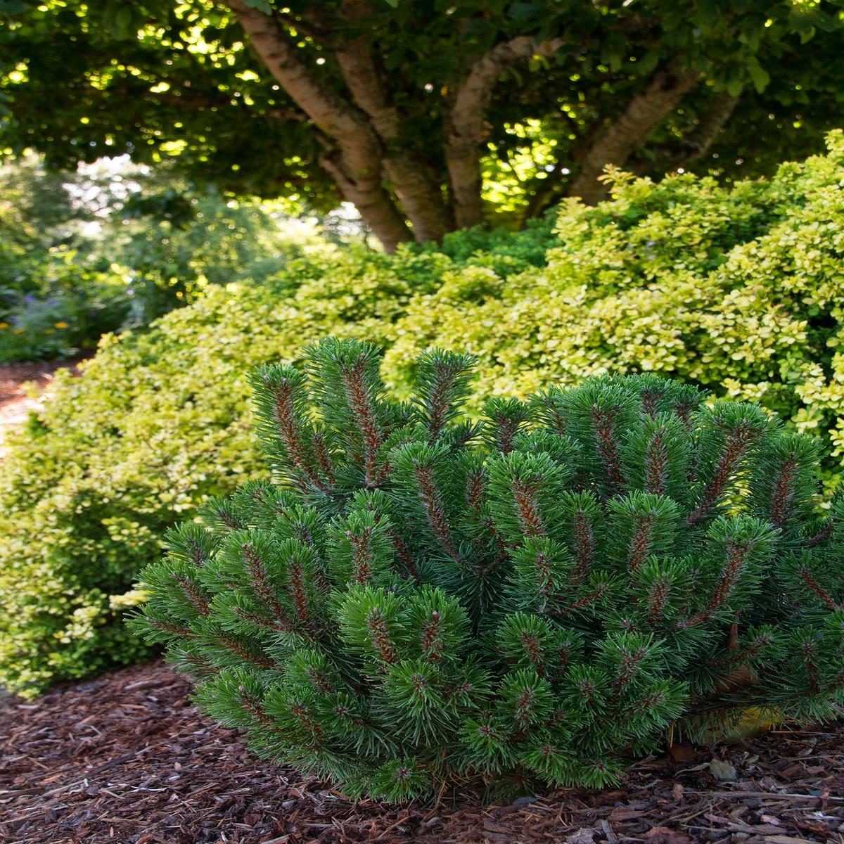 Pinus Mugo Slowmound - View 8 from www redcrocus com