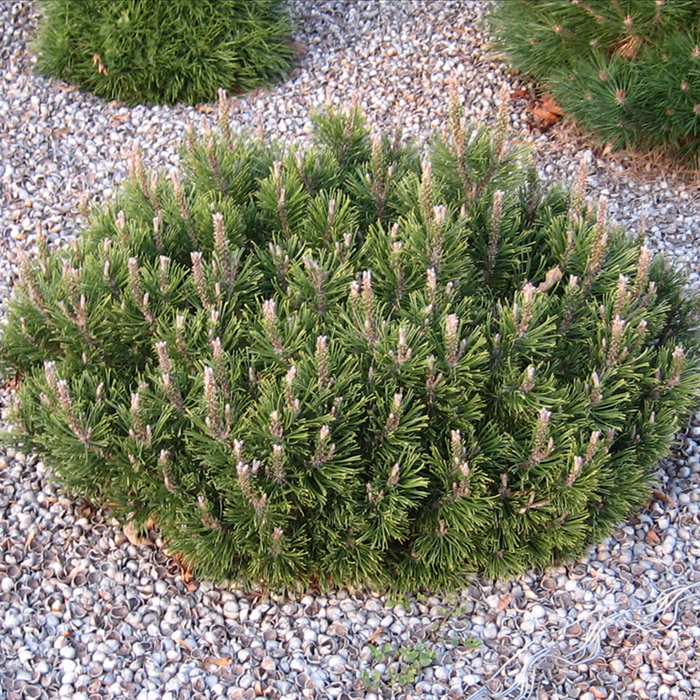 Pinus Mugo Slowmound - View 9 from www redcrocus com