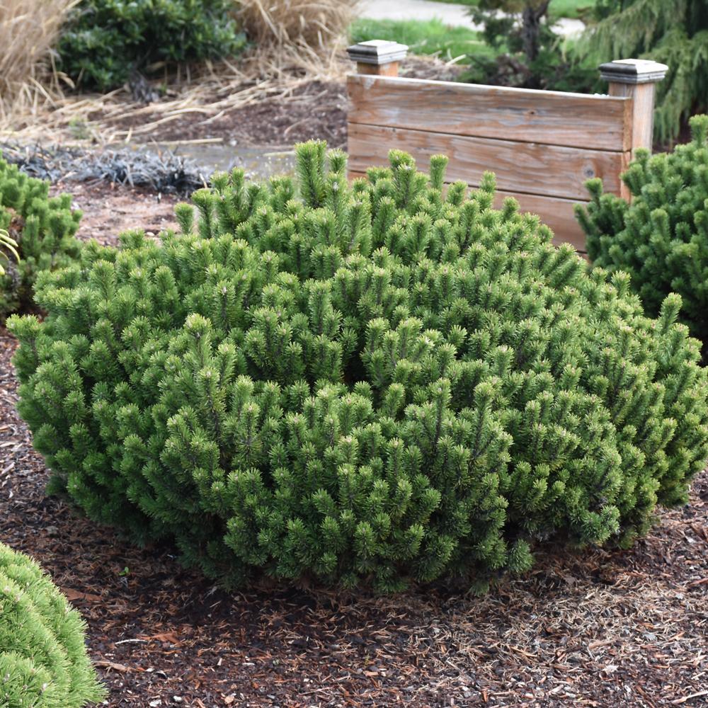 Pinus Mugo Slowmound - View 9 from www redcrocus com