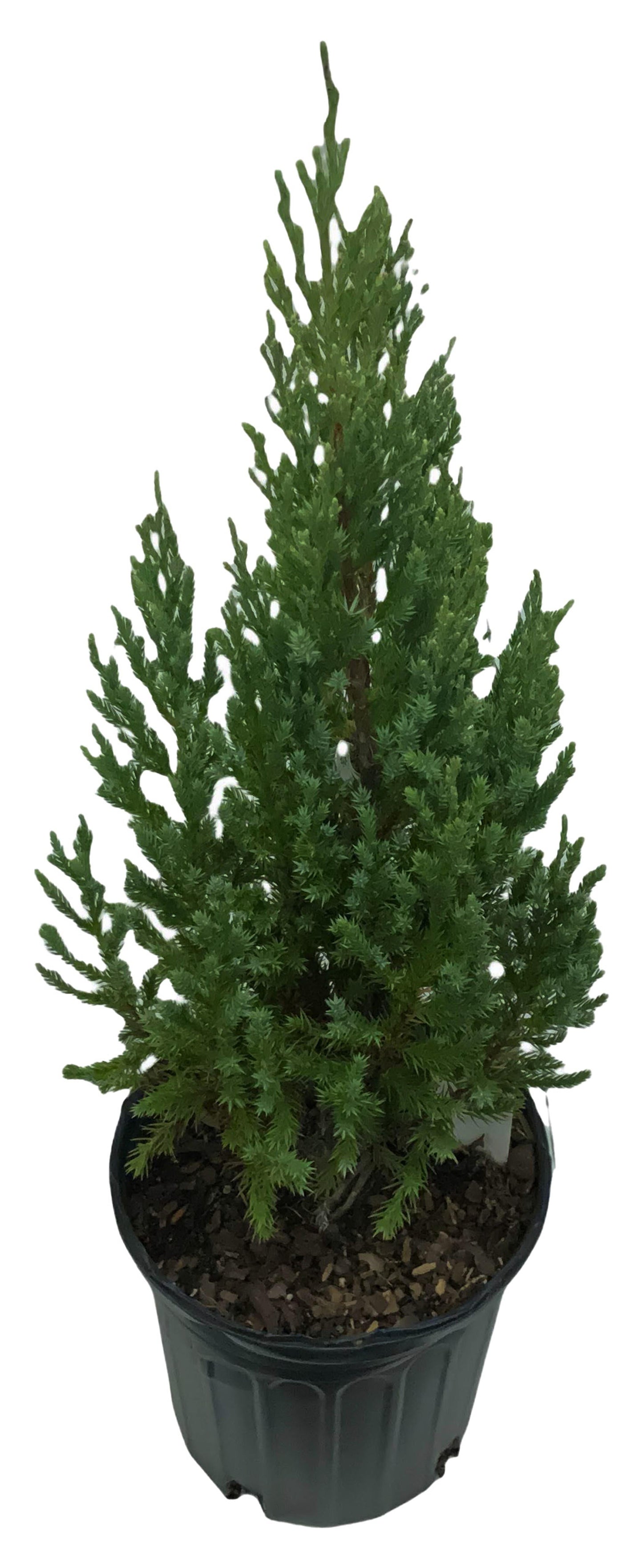 Juniperus Chinensis Blue Point - View 10 from www redcrocus com