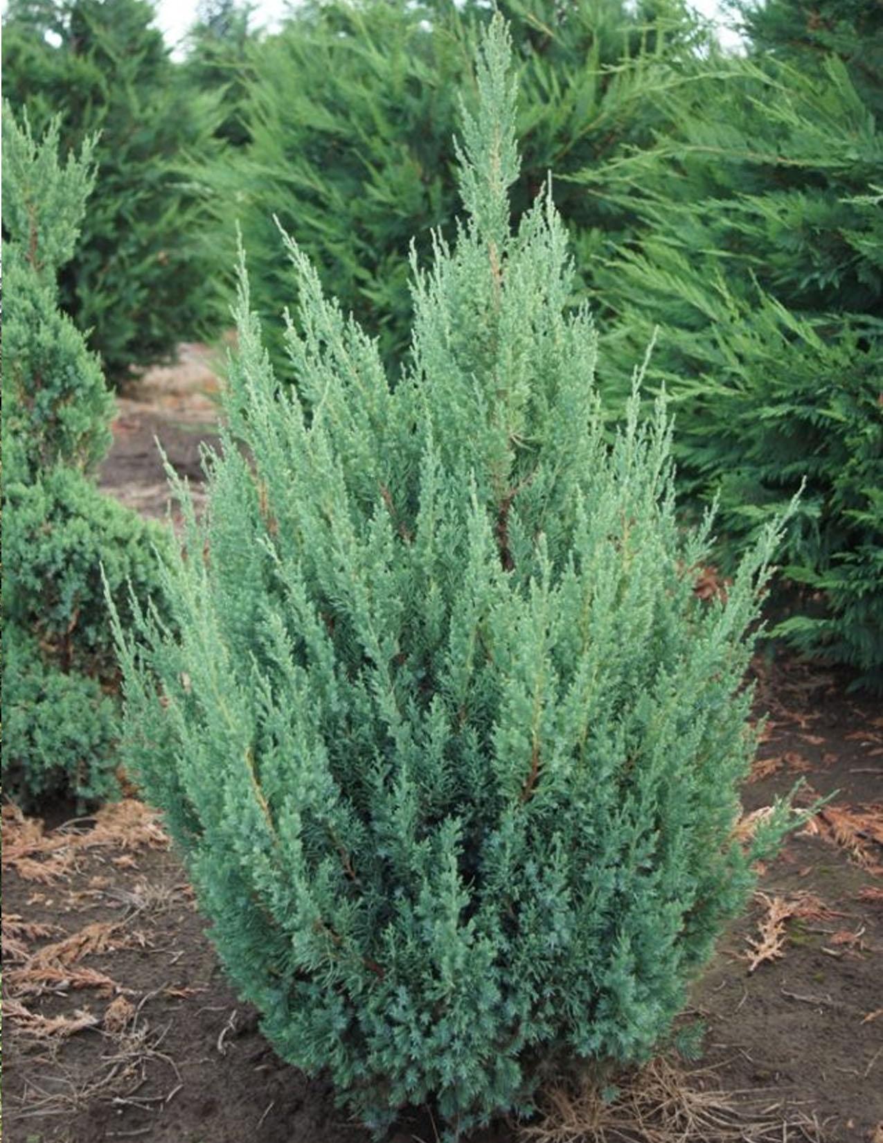 Juniperus Chinensis Blue Point - View 12 from www redcrocus com