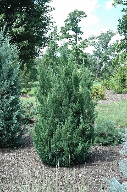 Juniperus Chinensis Blue Point - View 13 from www redcrocus com