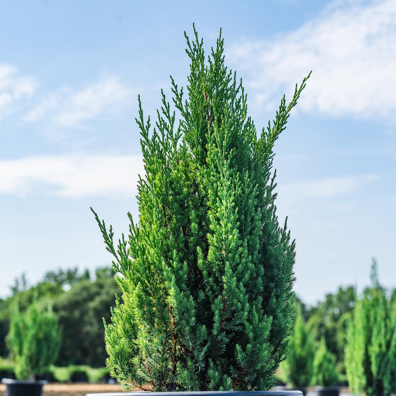Juniperus Chinensis Blue Point - View 14 from www redcrocus com