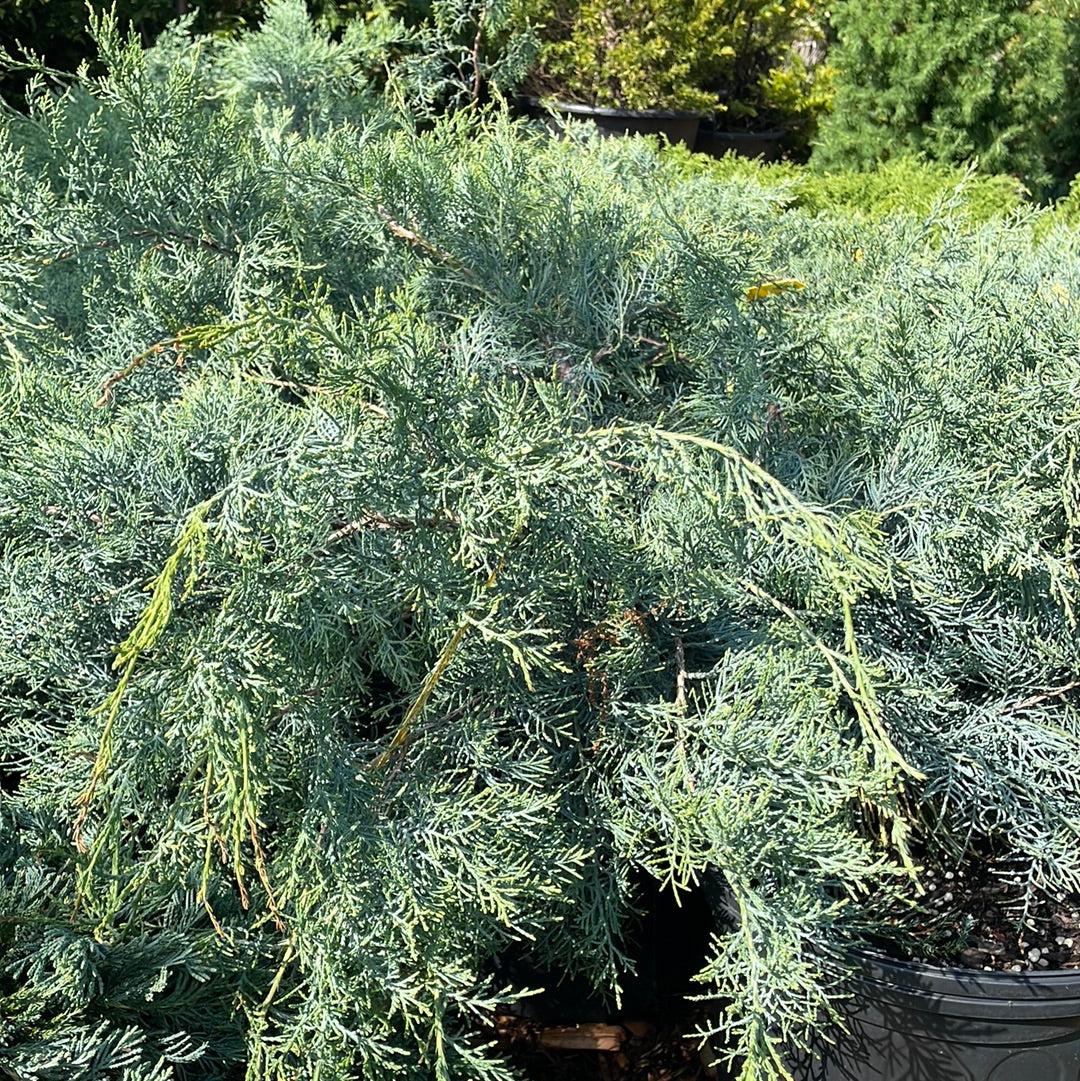 Juniperus Chinensis Blue Point - View 17 from www redcrocus com