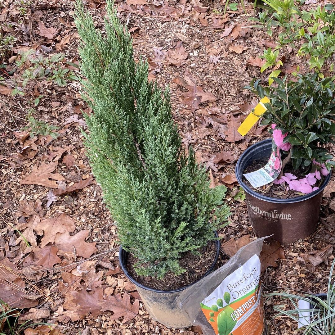 Juniperus Chinensis Blue Point - View 18 from www redcrocus com