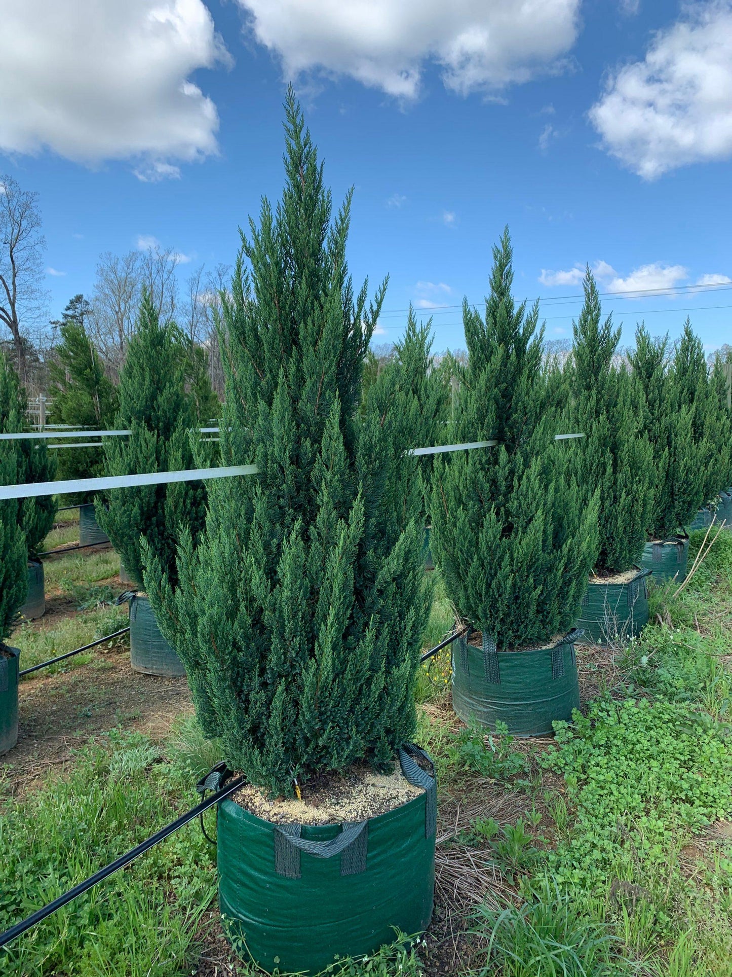 Juniperus Chinensis Blue Point - View 3 from www redcrocus com