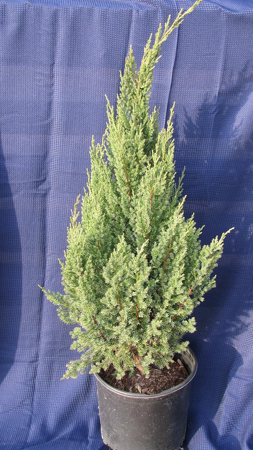 Juniperus Chinensis Blue Point - View 8 from www redcrocus com