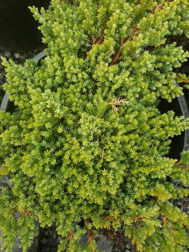 Juniperus Procumbens Greenmound - View 10 from www redcrocus com