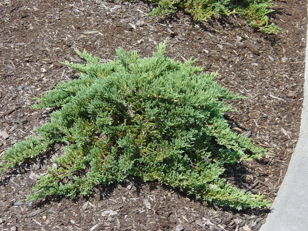Juniperus Procumbens Greenmound - View 11 from www redcrocus com