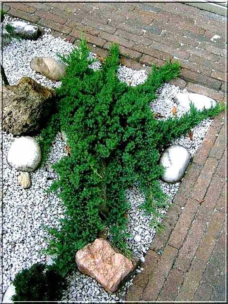 Juniperus Procumbens Greenmound - View 14 from www redcrocus com