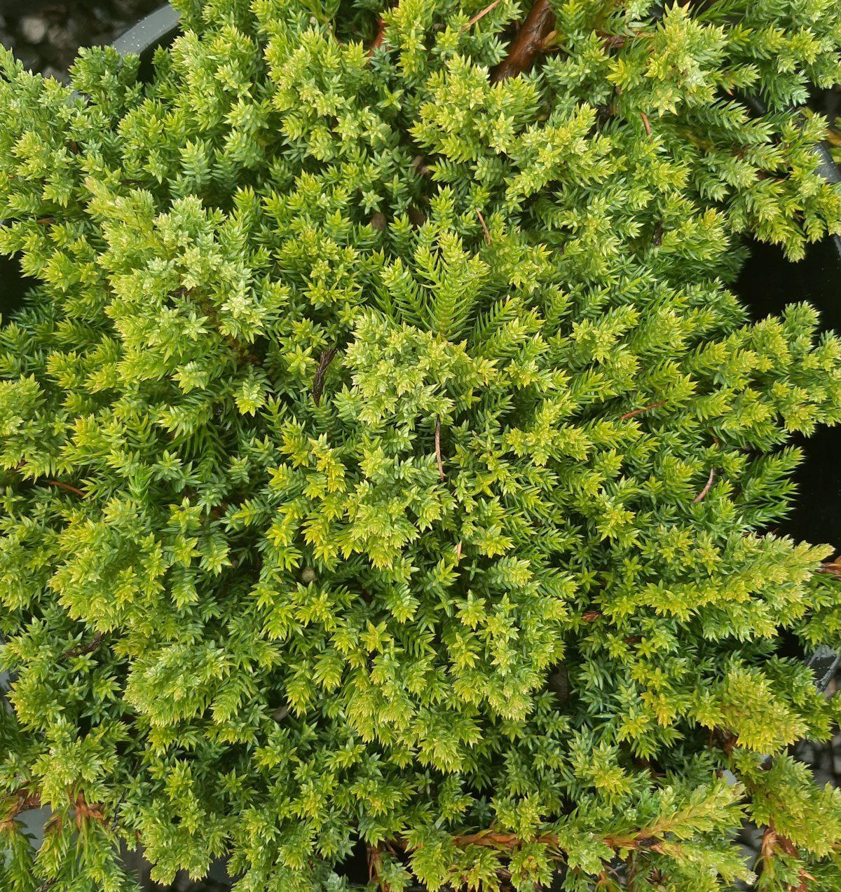 Juniperus Procumbens Greenmound - View 17 from www redcrocus com