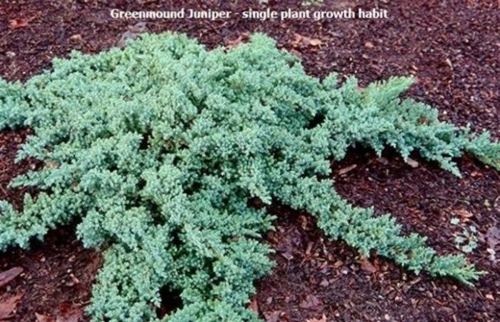 Juniperus Procumbens Greenmound - View 18 from www redcrocus com
