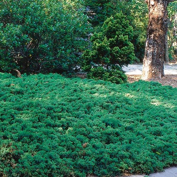 Juniperus Procumbens Greenmound - View 20 from www redcrocus com