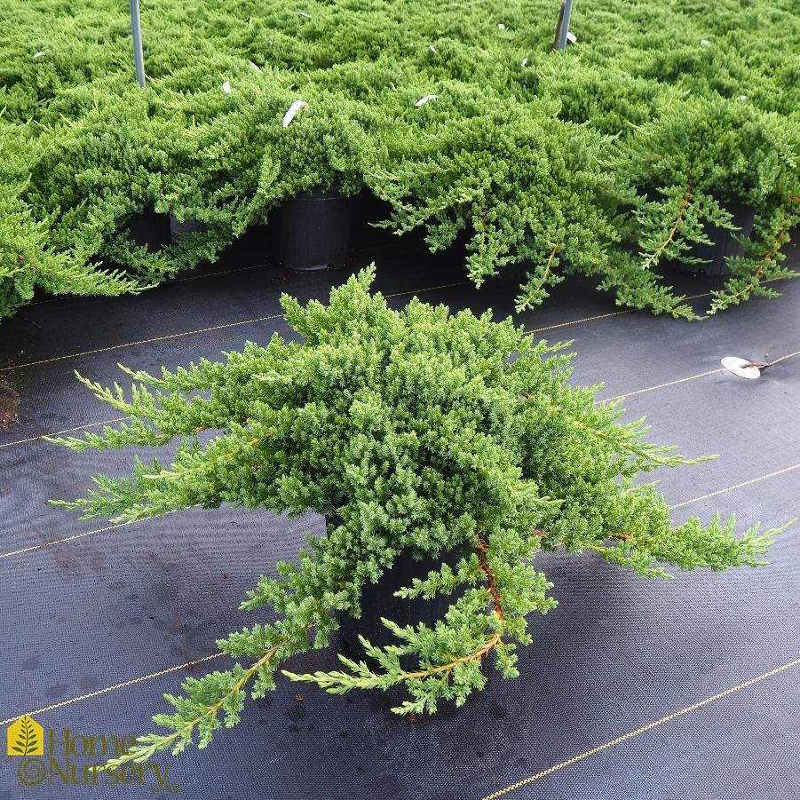Juniperus Procumbens Greenmound - View 2 from www redcrocus com