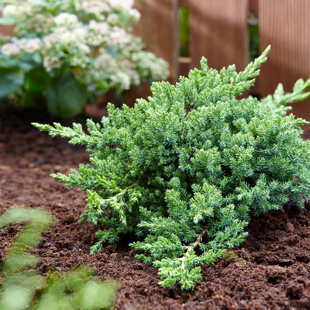 Juniperus Procumbens Greenmound - View 3 from www redcrocus com