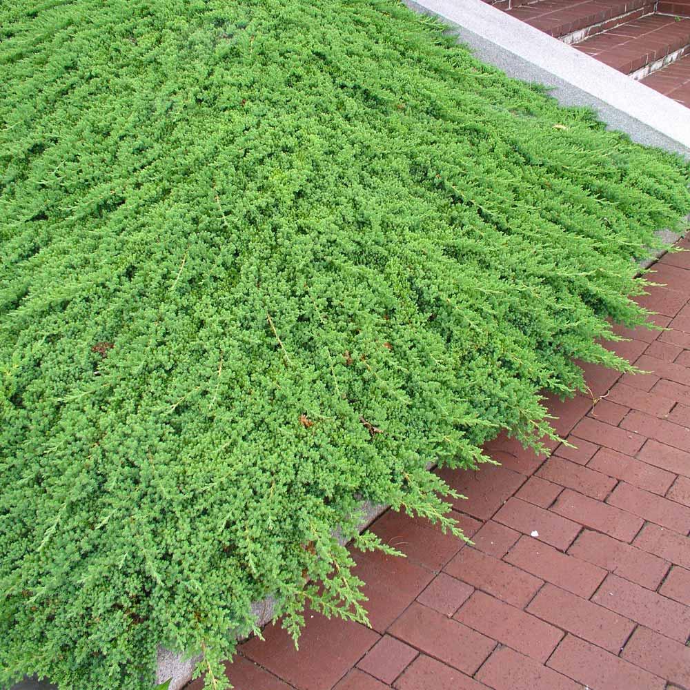 Juniperus Procumbens Greenmound - View 4 from www redcrocus com