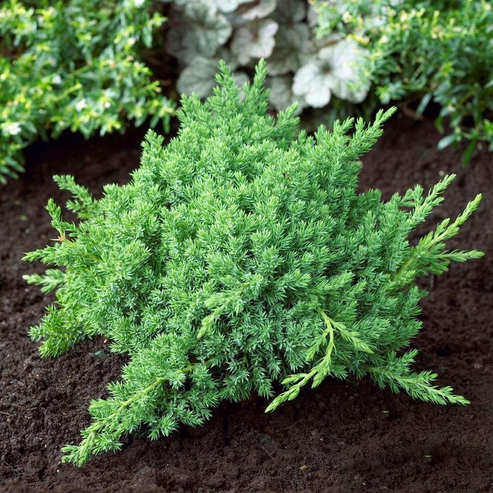 Juniperus Procumbens Greenmound - View 5 from www redcrocus com