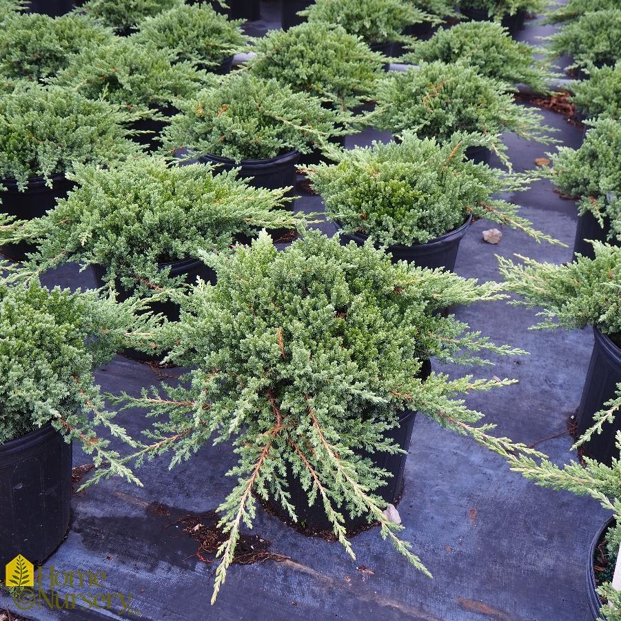 Juniperus Procumbens Greenmound - View 6 from www redcrocus com