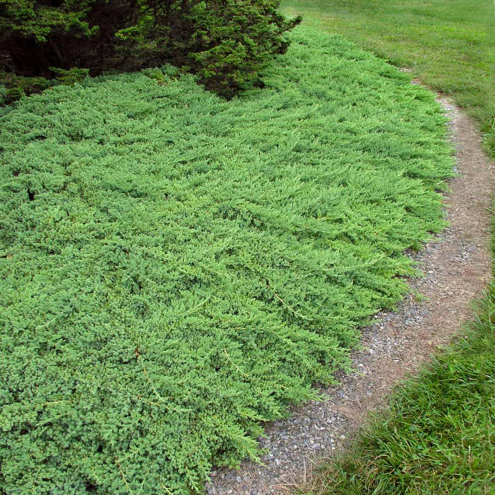 Juniperus Procumbens Greenmound - View 7 from www redcrocus com
