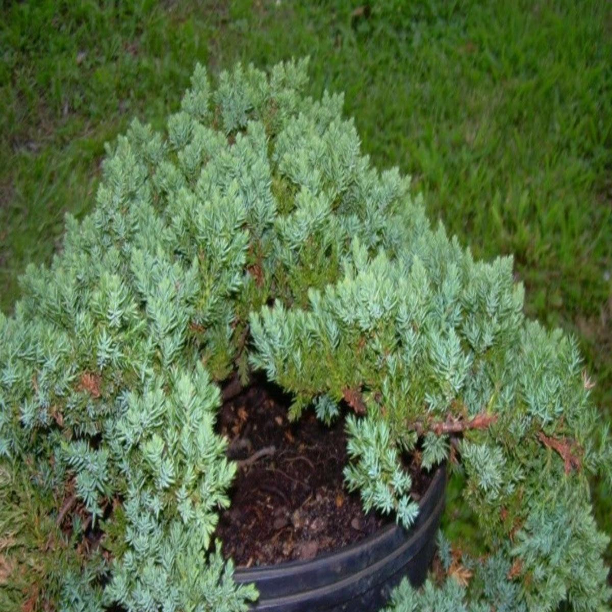 Juniperus Procumbens Greenmound - View 8 from www redcrocus com