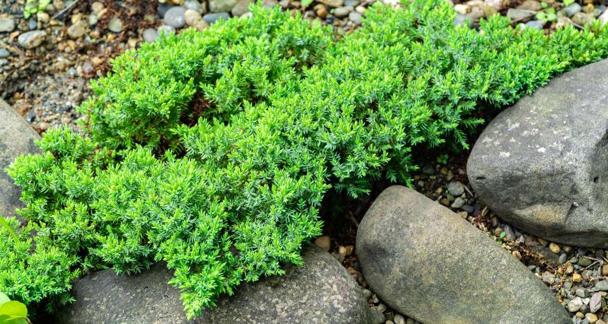 Juniperus Procumbens Greenmound - View 9 from www redcrocus com