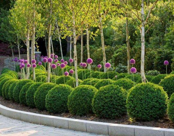 Buxus Sempervirens - View 13 from www redcrocus com