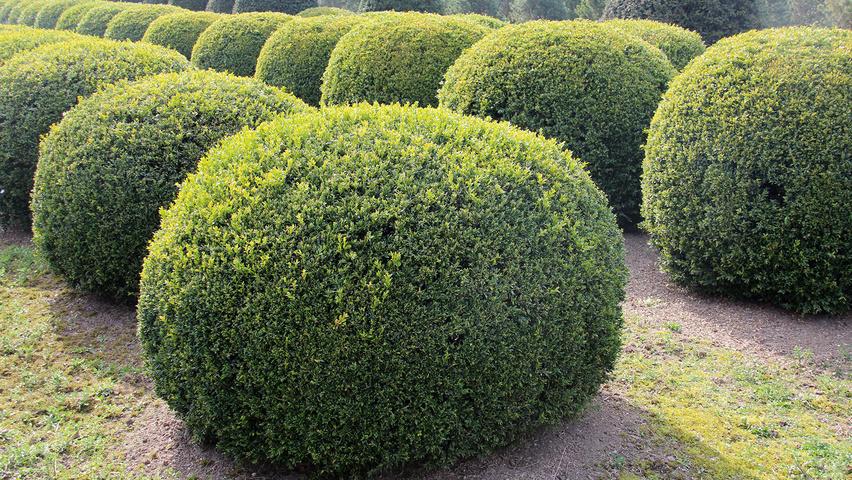 Buxus Sempervirens - View 14 from www redcrocus com