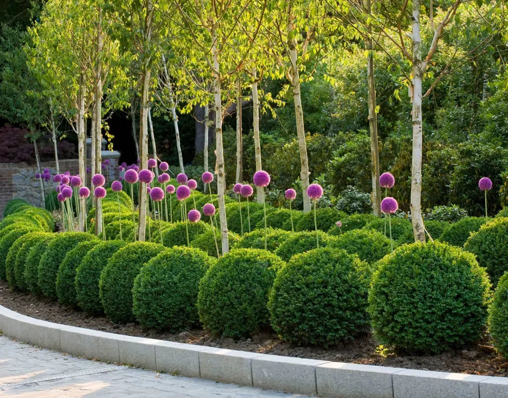 Buxus Sempervirens - View 15 from www redcrocus com