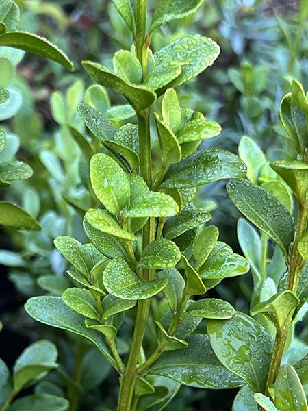 Buxus Sempervirens - View 16 from www redcrocus com