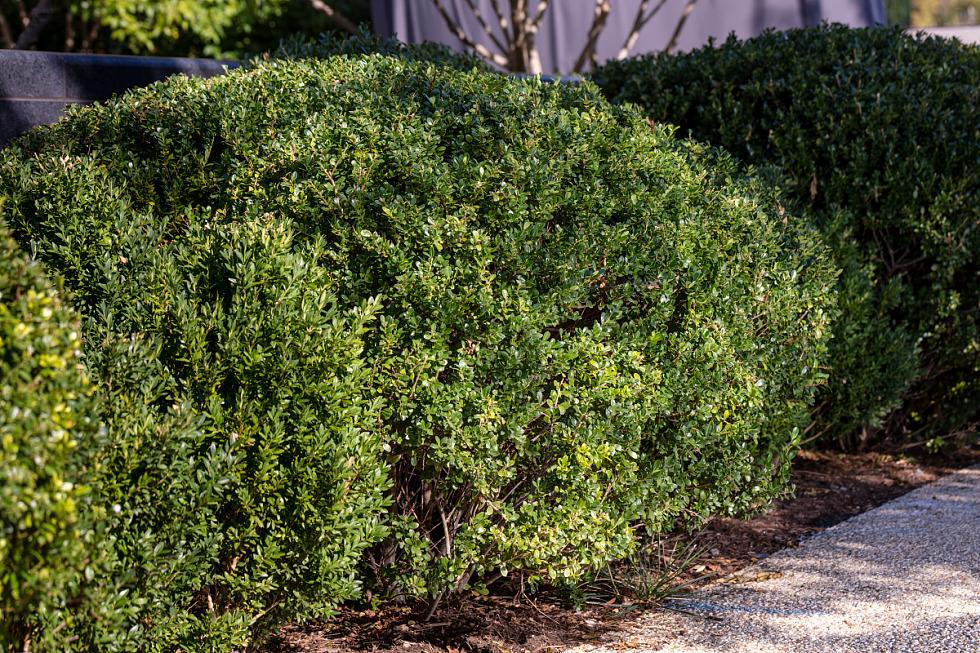Buxus Sempervirens - View 17 from www redcrocus com