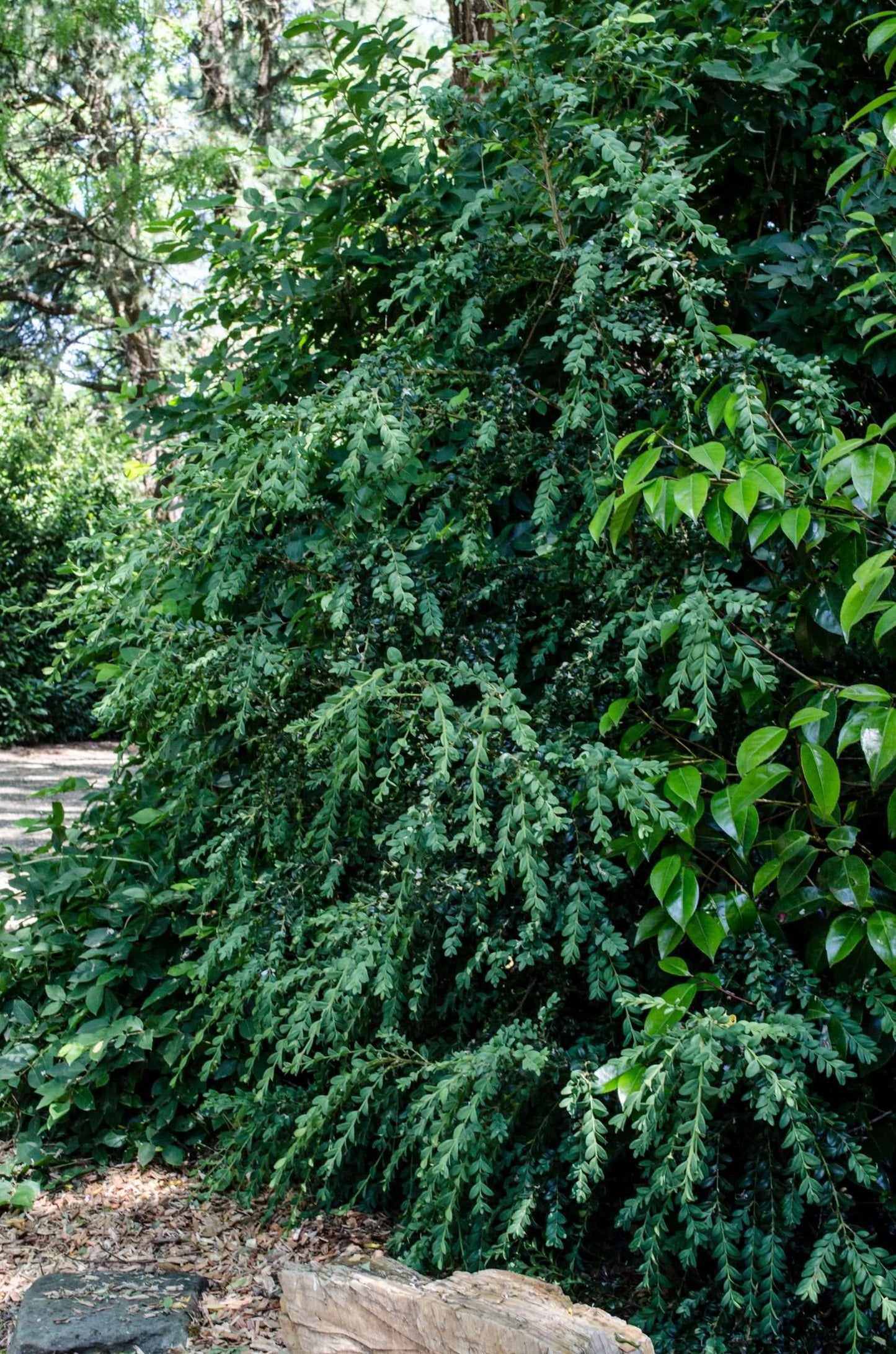 Buxus Sempervirens - View 18 from www redcrocus com