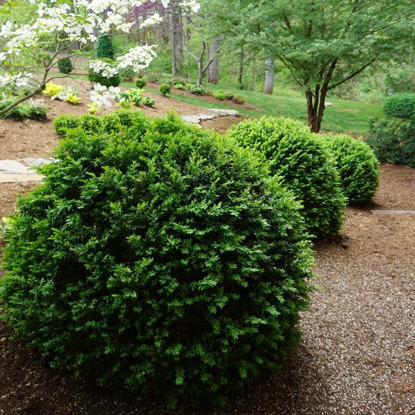 Buxus Sempervirens - View 2 from www redcrocus com