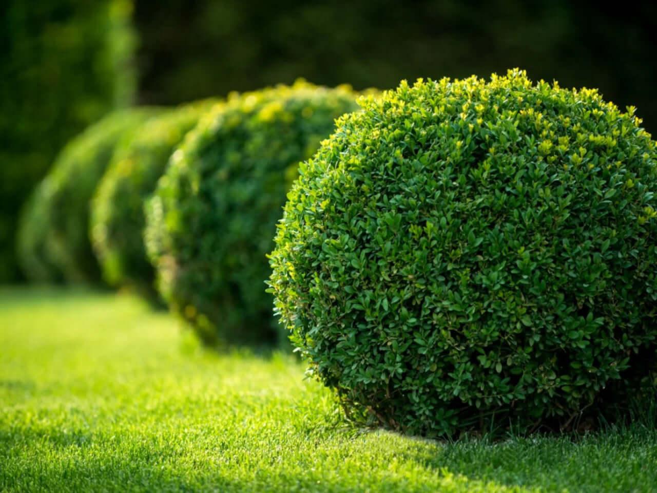 Buxus Sempervirens - View 3 from www redcrocus com