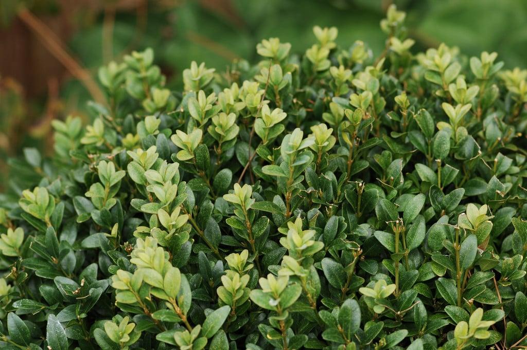 Buxus Sempervirens - View 6 from www redcrocus com